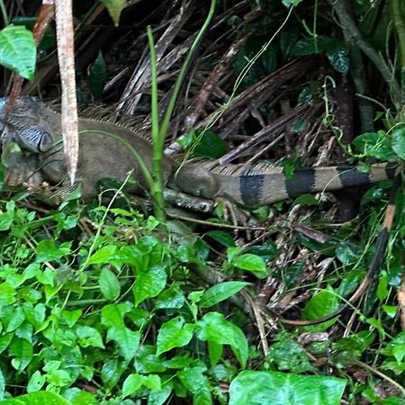 Natural Experience House Tortuguero Exterior foto