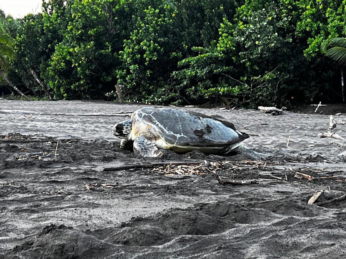 Natural Experience House Tortuguero Exterior foto