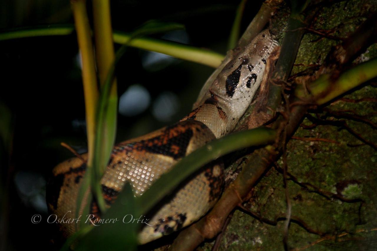 Natural Experience House Tortuguero Exterior foto