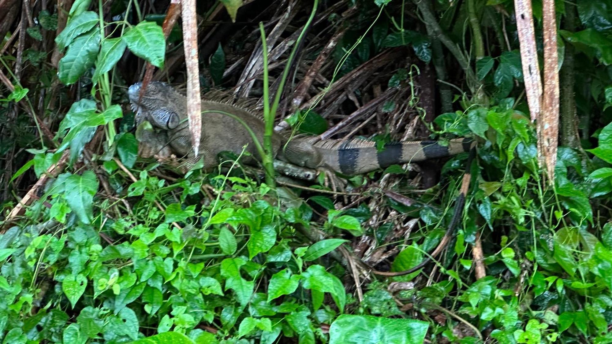 Natural Experience House Tortuguero Exterior foto